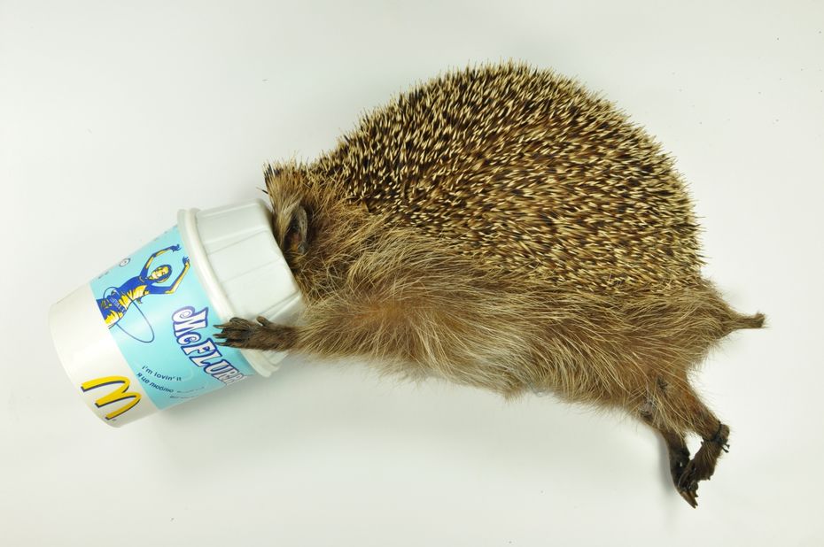 McFlurry Hedgehog. Dead Animal Tales, Natural History Museum Rotterdam