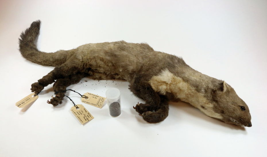 CERN weasel. Dead Animals Tales, Natural History Museum Rotterdam