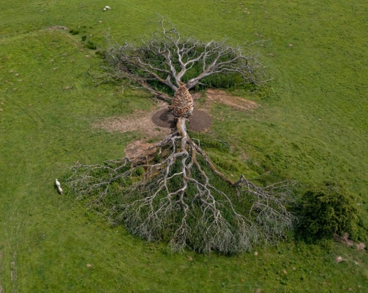 Энди Голсуорси. Split Oak Wood. 2023. Фото с публичного сайта автора[6]