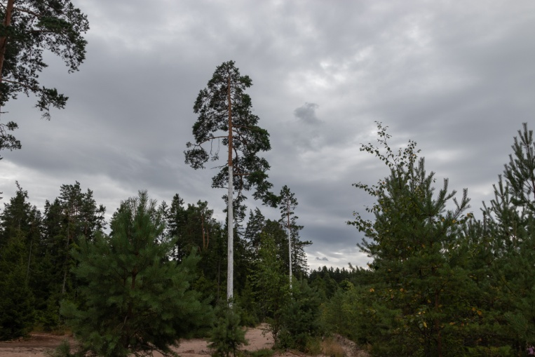 Дима Филиппов, «59.677615, 28.227906». Кургальский заказник. 2021. Фото: Дима Филиппов